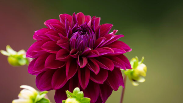 Wallpaper Flower, Spring, Petaled, View, Cluster, Purple, Closeup