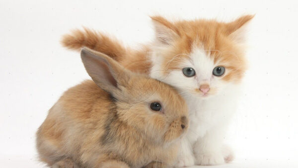 Wallpaper And, Bunny, Brown, Rabbit, Kitten, White, Cat, Background