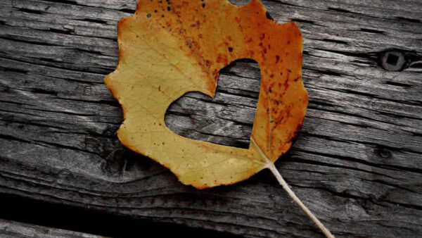 Wallpaper Love, Shape, Heart, Leaf, Wood, Dry