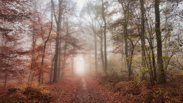 Wallpaper Trees, Nature, Fog, And, Desktop, Leaves, Pathway, With