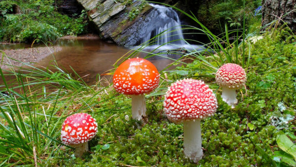 Wallpaper Surrounded, Mushroom, Red, Green, Grass, Small, Plants, White, Mushrooms, Background, Waterfall