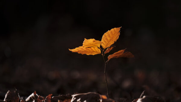 Wallpaper Leaves, Photography, Dark, Mobile, Fallen, Desktop, Sprout, Background