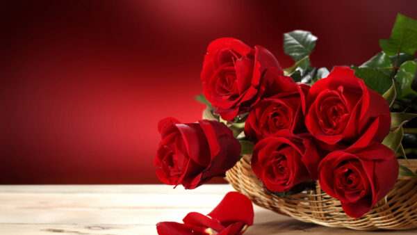 Wallpaper Bouquet, Desktop, WALL, Red, Flower, Roses, Background