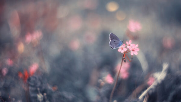 Wallpaper Butterfly, Pink, Flower