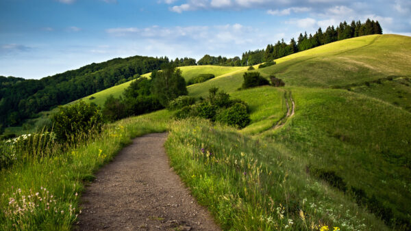 Wallpaper Trees, Plants, Field, Green, Sky, Blue, Flowers, Path, Between, Nature, Grass, Background, Bushes, Slope