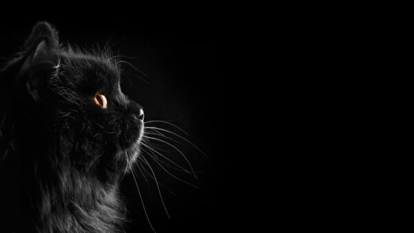Wallpaper Cat, Side, Background, Black, Face