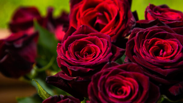 Wallpaper Flowers, Green, Background, Roses, Bouquet, Dark, Red