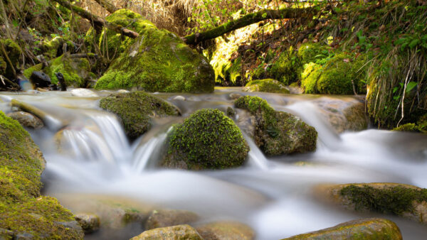 Wallpaper Nature, Covered, Water, Stones, River, Stream, Algae