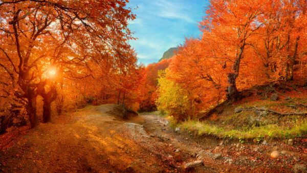 Wallpaper Autumn, Sky, Leafed, Between, Path, Yellow, Orange, Trees, Blue, Background, Under, Sunrays, Spring
