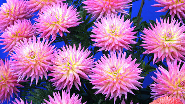 Wallpaper Blue, Light, Pink, Yellow, Chrysanthemum, Background, Flowers