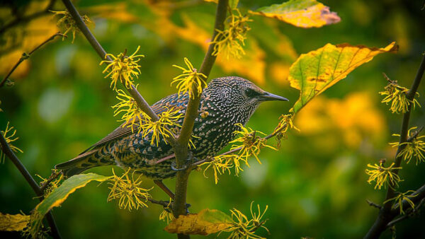 Wallpaper Branch, Closeup, Birds, View, Bird, Blur, Tree, Gray, Green, Background