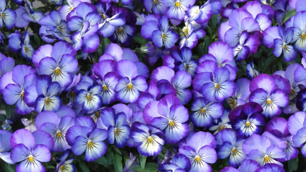 Wallpaper Flowers, Pansy, Petals, Purple