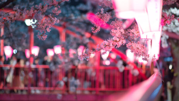 Wallpaper Branches, Cherry, Background, Blossom, Blur, Flowers, Tree, Pink, Flora, Bokeh