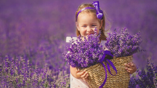 Wallpaper Basket, Dress, Girl, Little, Flower, Holding, Background, Smiling, Blur, White, Lavender, Cute, Wearing, Sitting, Field, Flowers