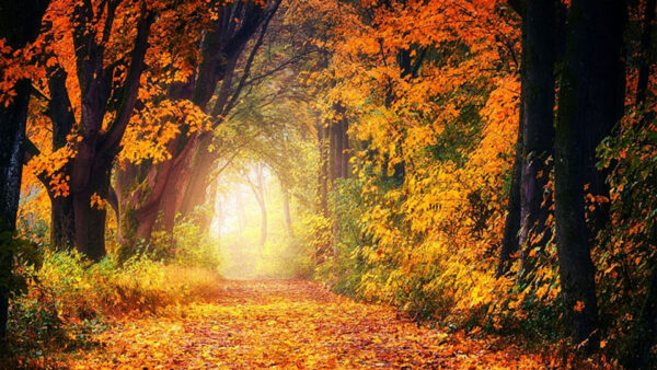 Wallpaper Autumn, Yellow, Trees, Orange, Forest, Green, Between, Path, Leaves