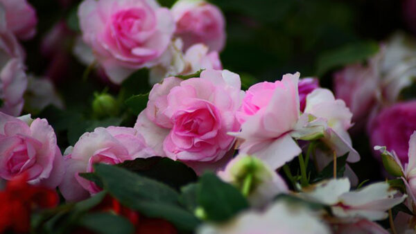 Wallpaper Light, Flowers, Green, Leaves, Pink, Rose