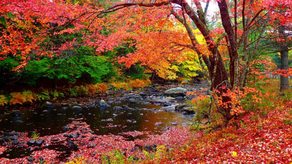 Wallpaper Scenery, Yellow, Green, Trees, Fall, Beautiful, Forest, Lake, Background, Stones, Autumn, Red