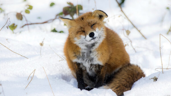Wallpaper Sleeping, Snow, Brown, Background, And, Sitting, Field, Funny, Fox