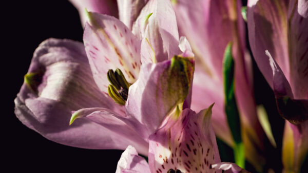 Wallpaper Black, Background, Flowers, Purple, Light, Petals, Alstroemeria