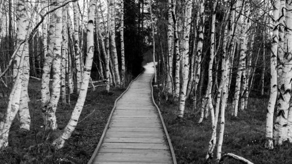 Wallpaper Trees, White, Forest, Black, Path, And, Birch, Wood, Between, Dock, Image, Nature