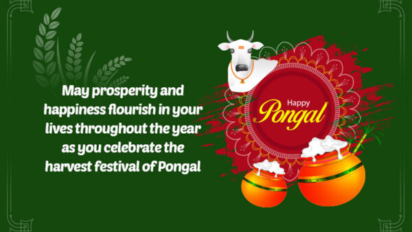 Wallpaper Celebrate, Happiness, You, Lives, Prosperity, Festival, Pongal, Flourish, May, Your, The, And, Harvest, Throughout, Year