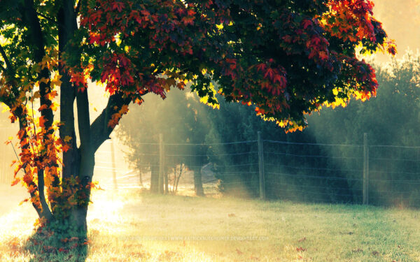 Wallpaper Autumn, Morning