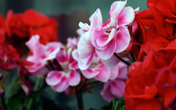 Wallpaper Pink, Flowers