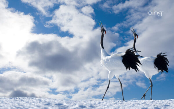 Wallpaper Japanese, Cranes