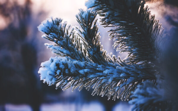 Wallpaper Covered, Tree, Snow