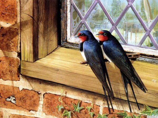 Wallpaper Birds, Couple