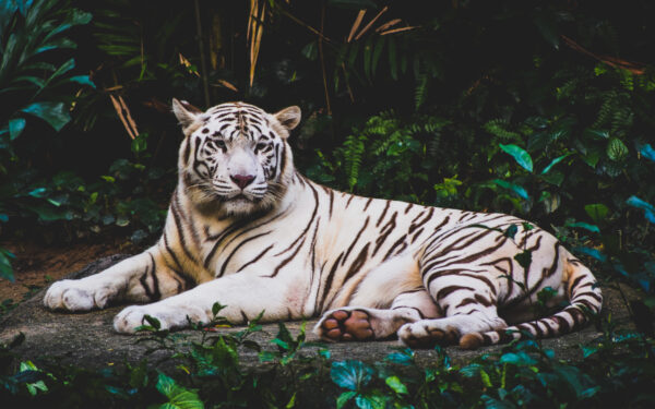Wallpaper Tiger, White
