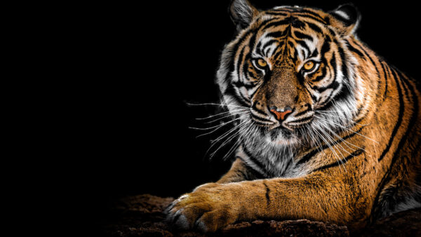 Wallpaper Portrait, Tiger