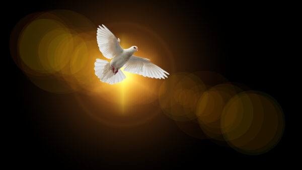 Wallpaper Dove, Faith