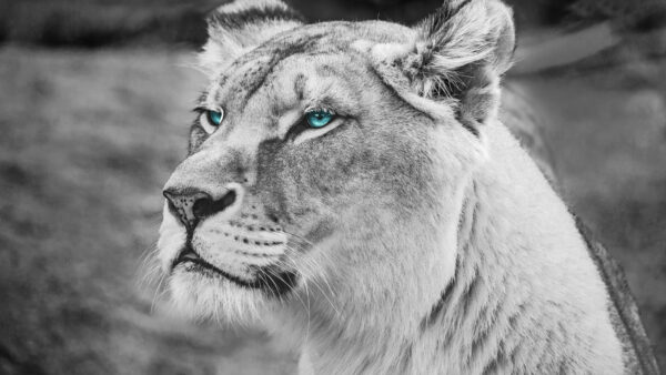 Wallpaper Monochrome, Eyed, Blue, Lion