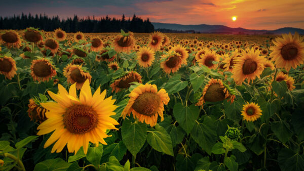 Wallpaper Wallpaper, Cool, Field, Sunflowers, Flowers, Images, Pc, Phone, Background, Mobile, Forest, Desktop, 4k, Free