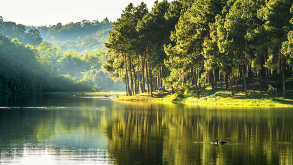 Wallpaper Forest, Calm, With, Desktop, River, Between, Nature, Reflection