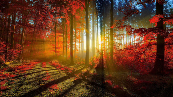 Wallpaper Nature, Red, Autumn, Desktop, Forest, With, Mobile, Photography, Sunbeam