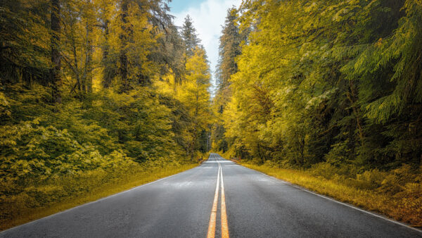 Wallpaper Between, Road, Nature, During, Foliage, Desktop, Green, Forest, Fall, Trees