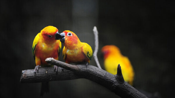Wallpaper Are, Yellow, Tree, Background, Blur, Two, Sitting, Mobile, Sun, Branch, Parrots, Green, Desktop, Conure, Animals, Red