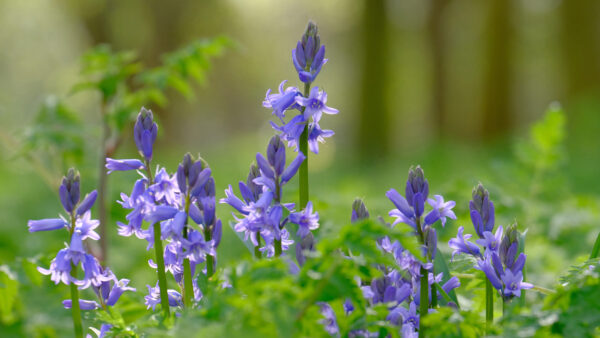 Wallpaper Purple, Flower, Earth, Desktop, Flowers