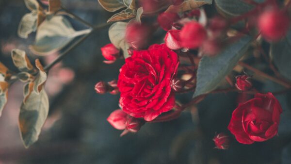 Wallpaper Red, With, Desktop, Flowers, Mobile, Roses, Leaves