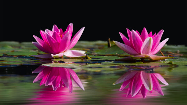 Wallpaper With, Lotus, Pink, Water, Reflection, Leaves, Flowers, Desktop, Mobile