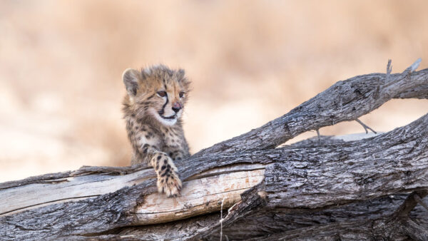 Wallpaper Eyes, With, Animals, Desktop, Small, Cheetah, Brown, Mobile