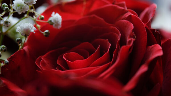 Wallpaper Petals, Red, Photo, Flowers, Closeup, Rose