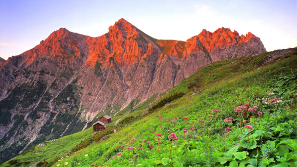 Wallpaper Mountain, Flower, Nature, Red, And, Desktop, Landscape, Covered, Slope, Plants