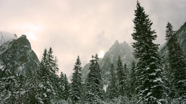 Wallpaper Rock, Desktop, With, Winter, Tree, Mobile, Fir, Mountain, Snow, Nature, During, And