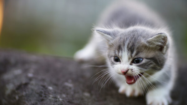 Wallpaper Kitten, Rock, Black, White, Background, Blur, Mustache, Desktop, With