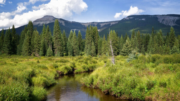 Wallpaper River, With, Nature, Mobile, View, Grasses, Desktop, Landscape, Between, Mountains