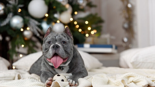 Wallpaper Ash, Background, Bull, Pit, Desktop, Texture, Lights, Lying, Decoration, White, Down, Dog