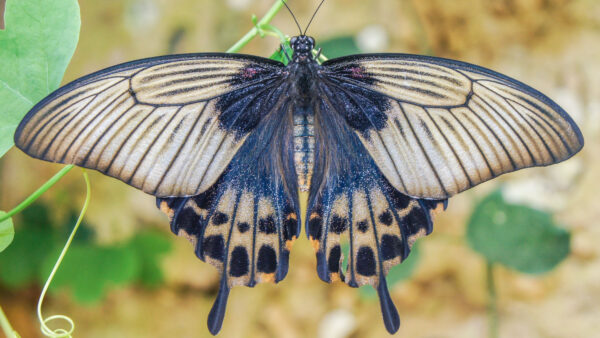 Wallpaper Brown, Leaf, Black, Green, Butterfly